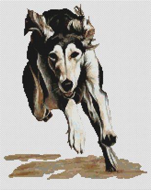 (image for) Saluki Flying